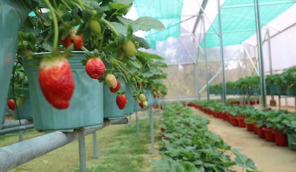 Vegetables, Flowers, Strawberry Garden Tour